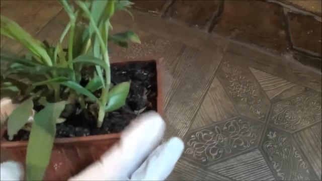 МУРДАНИЯ ЛОРИФОРМИС (Murdannia) - онкопротектор и салат. Неприхотливое быстрорастущее растение смотреть онлайн