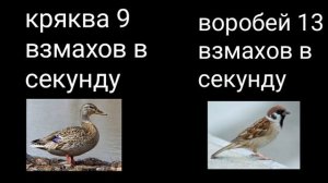 сравнение количества взмахов крыльев птиц в секунду! (4к)