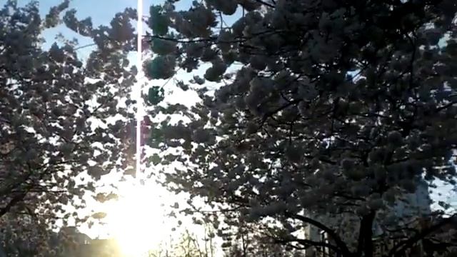 Америка, Ванкувер, парк смотреть онлайн