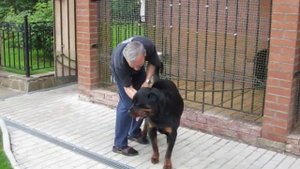 Ротвеллер встречает кинолога