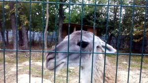 Лама плюёт в первоклассника! 25.09.2015