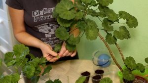 Когда и как черенковать пеларгонию. 100% укоренение черенков.