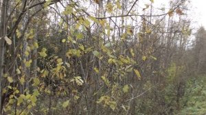 Охота с Добычем на зайца беляка.   Потомственный дорожник