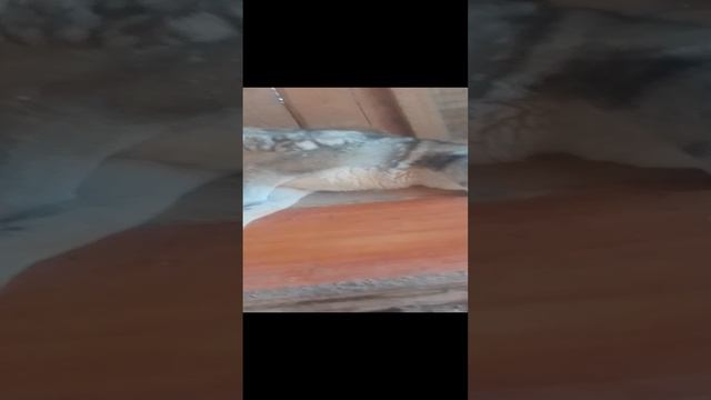 Июньская линька у заподно сибирской лайки