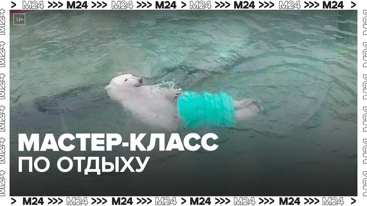 Московский зоопарк показал, как медведица Айка проводит время в бассейне — Москва 24