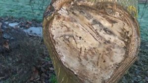 Правильная обрезка грецкого ореха. Пример 1.