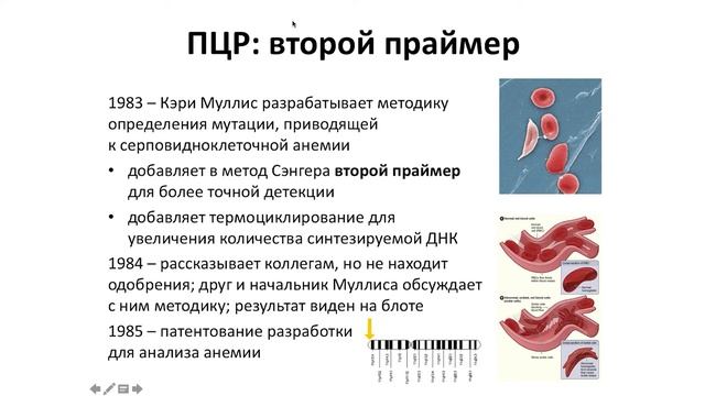 Полимеразная цепная реакция. Сергей седых