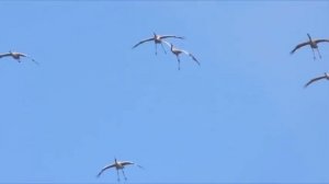 Птицы улетают. Музыка Сергея Чекалина. The birds are flying away. Music by Sergei Chekalin.