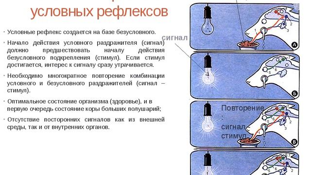 В комнате где у собаки вырабатывается слюноотделительный рефлекс на зажигание лампочки