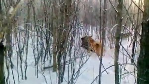 Охота на кабана с собаками с Казанское Тюменская обл