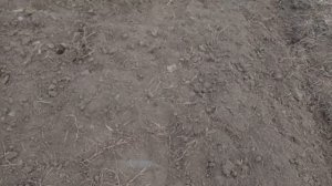 Бугры/грядки для клубники. Обработка клубники от грибковых заболеваний и трипса. Обзор балаганов.