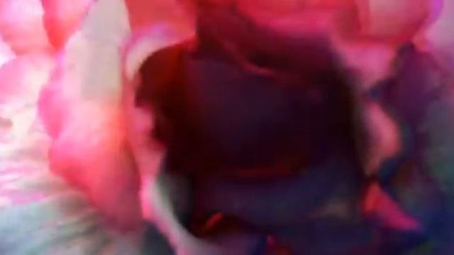 The wanderer - Karunesh