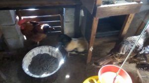 Как выбрать петуха на племя ///  Нужен ли петух курям?