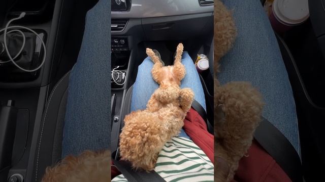 Да что вы знаете про сладкий сон #пуделькапуч #poodle смотреть онлайн