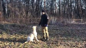 Дрессировка лабрадора