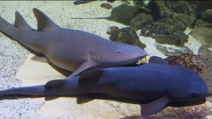 АКУЛА-НЯНЬКА - Дружелюбная хищница