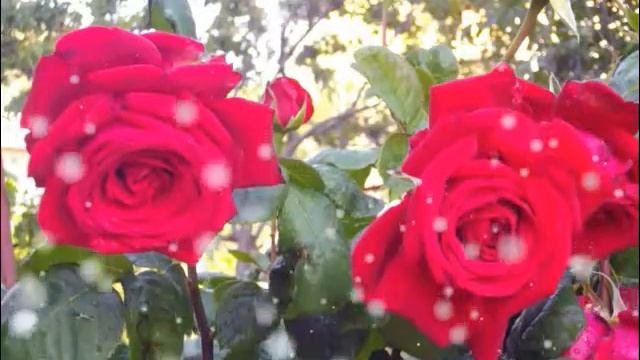 Валентинов День! смотреть онлайн