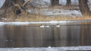 Большой Крохаль, три самца, наблюдение птиц в Великом Новгороде, 10 марта 2024