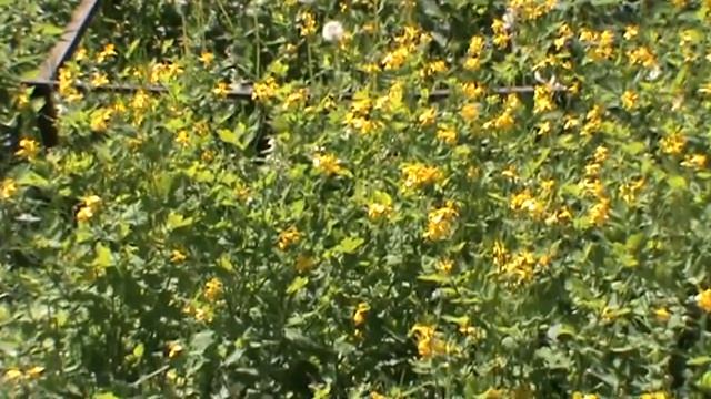 Чистотел. смотреть онлайн