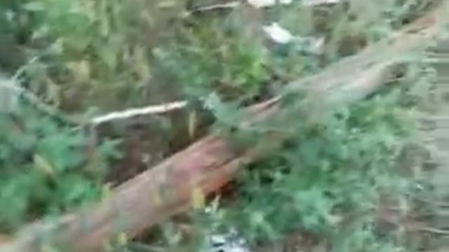 береза+молния смотреть онлайн