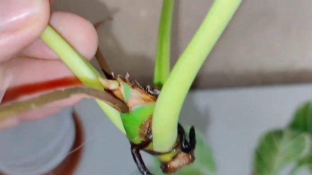 Комнатные цветы/Черенкую  филодендрон/Результат. смотреть онлайн