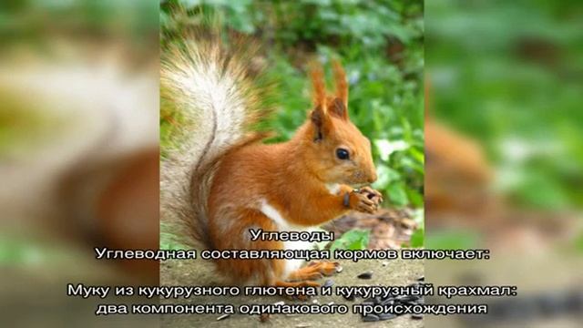 Хиллс Метаболик — корм для кошек смотреть онлайн