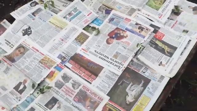 Высаживаю очень слабенькие томаты в открытый грунт под газету. Вырастут ли? смотреть онлайн