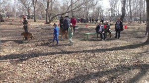 Барнаульская выставка охотничьих собак 16.04.2022