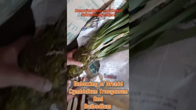 Unboxing video of orchid Cymbidium Tracyanum and Bulbodium смотреть онлайн