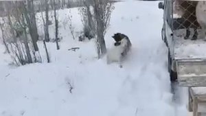 Команда козлов во главе с тремя овчарками упаковались в грузовичок и даже закрыли за собой калитку