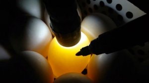 Овоскоп утиных яиц