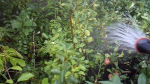 Дождевание вручную