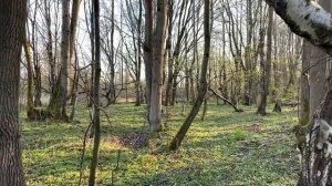 Как кормить щенка Акиты
