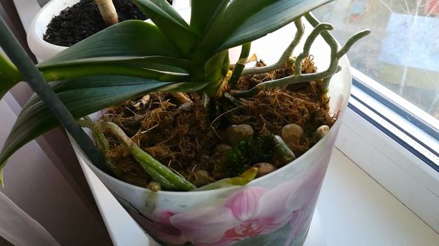 Теперь только этим средством поливаю свои орхидеи смотреть онлайн