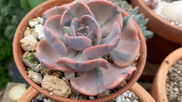 Echeveria beyonce rainbow смотреть онлайн