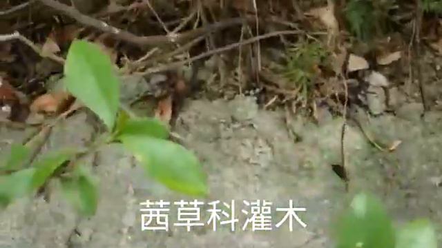 第七十五集梔子 Gardenia jasminoides