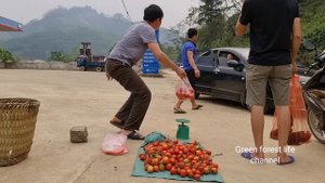 Sold out wild chickens and tomatoes today. Robert | Green forest life (ep283)