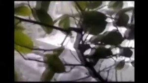 Как вырастить Лимон на Подоконнике Дома