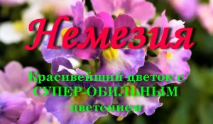 Немезия - Красивейший цветок с СУПЕР-ОБИЛЬНЫМ Цветением ВСЕ ЛЕТО ДО МОРОЗОВ