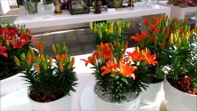 Бизнес идея:  суть конкуренции. Тюльпаны Кекенхофа смотреть онлайн