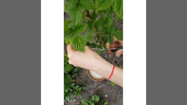 Магия растений.Малина.