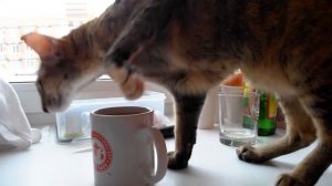 Как кошки пьют кофе