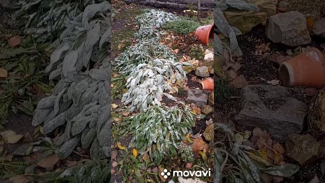 Цветы в мороз