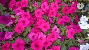 🌺🌺पिटूनिया की देखभाल कैसे करें/How To Grow Petunia/Petunia Mine Jyada Fhool Kaise Payen🌺🌺