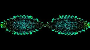 Joseph Loibant "OCTAVE x-01 part one [progression a+b]" fragment