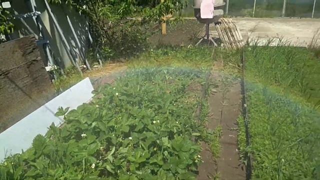 Как добыть РАДУГУ в огородных условиях? | #11 смотреть онлайн