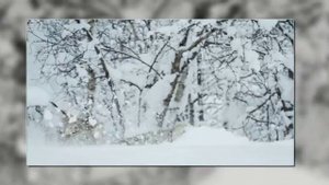 Зимняя охота рыси