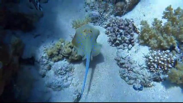Египет🇪🇬Яхта.Белый остров🏝🏝🏝Заповедник Рас-Моххамед🐠🐠Довольные мои туристы🥳🥳🥰