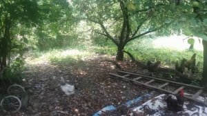 Павловские куры купили их первое знакомство с нашими курами  и петухом