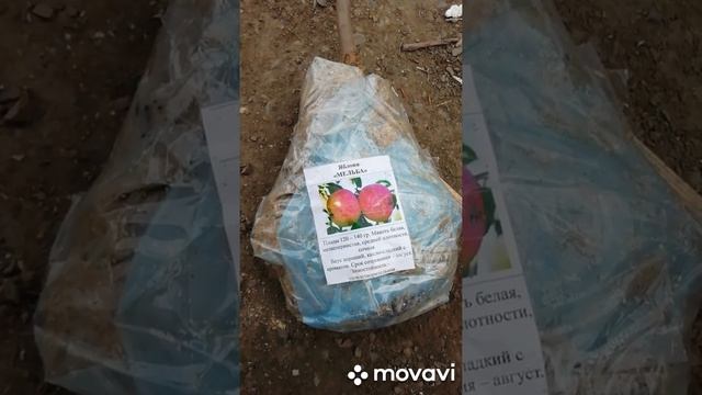 Саженцы. Яблоня Белый Налив. Яблоня Мельба. Яблоня Подарок Садоводам. Феникс Алтайский. Мулатка . смотреть онлайн
